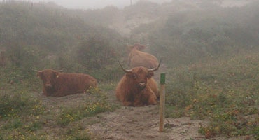 Tour Coastal Works & Nature: connecting fortifications of/on the Dutch coast